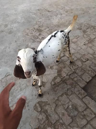 Bakra Ghar ka Pala