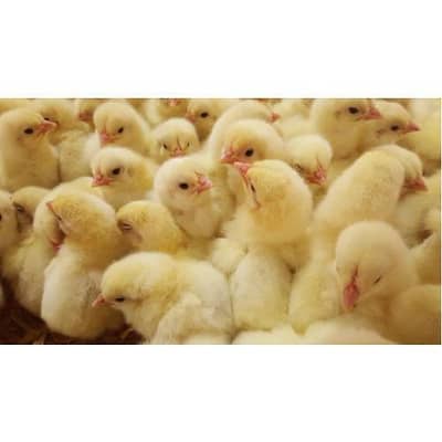 Farmi Chicks for sale