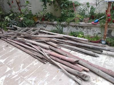 bamboo for sale