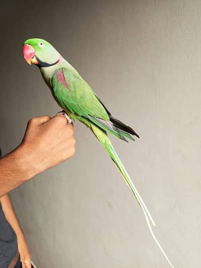 raw parrot male