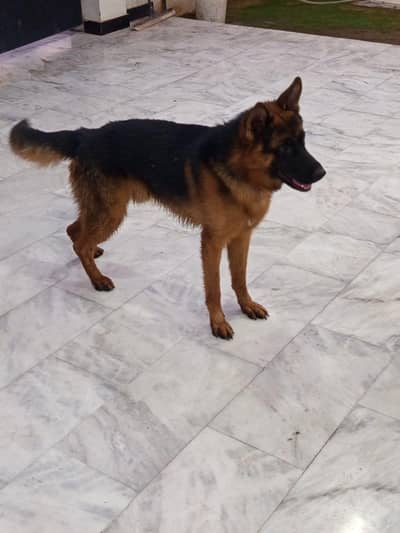 German Shepherd Dog for Sale 