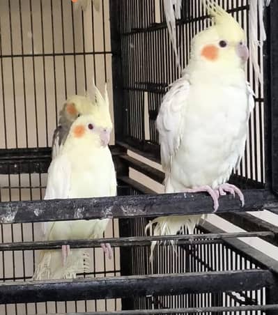 Cockatiels Young Pairs