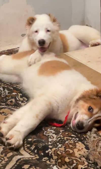 Central Asian Shepherd puppies Available for import