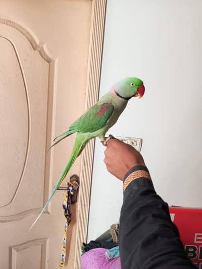 raw parrot male