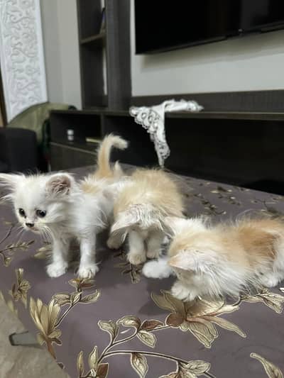kittens male