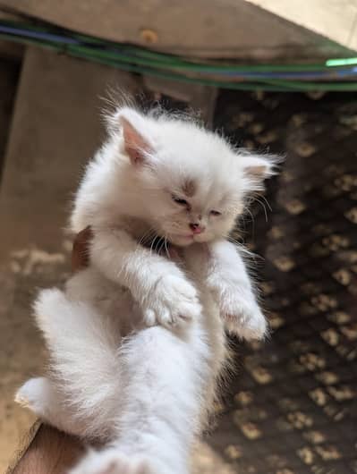 Persian kittens
