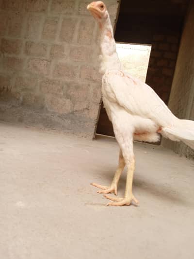 healthy white aseel heeri  chicken