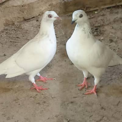 teddy pigeons pair for sale price is negotiable.