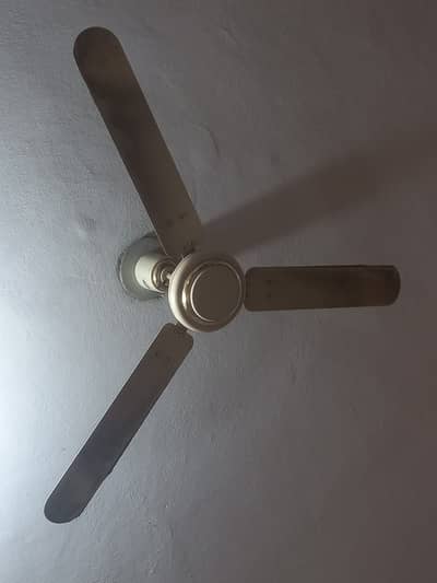 Royal Fans for sale