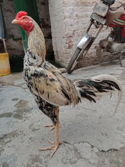 Cheena Aseel Pair for sale