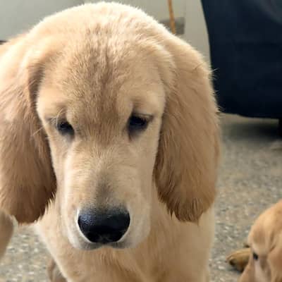Golden Retriever Puppies for Sell