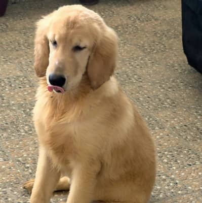 Premium Quality Golden Retriever Puppies for Sale