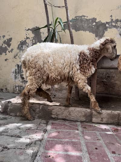 Pure Mundra Chatara / Bakra Bacha
