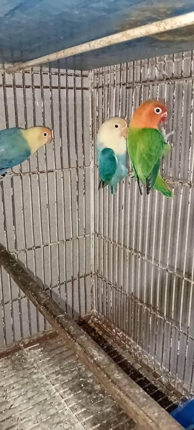 Love bird all set up for sale