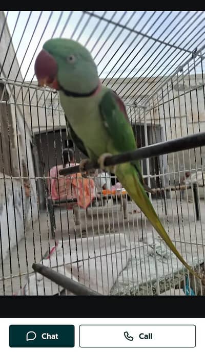 Kashmir raw parrot hand train