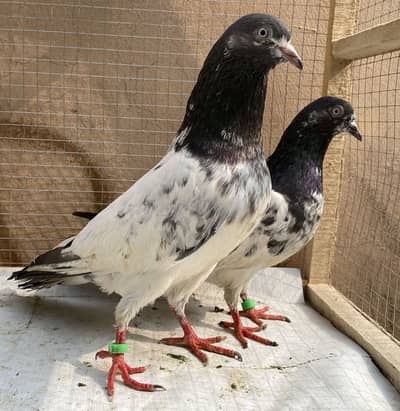 tedy bredr pair