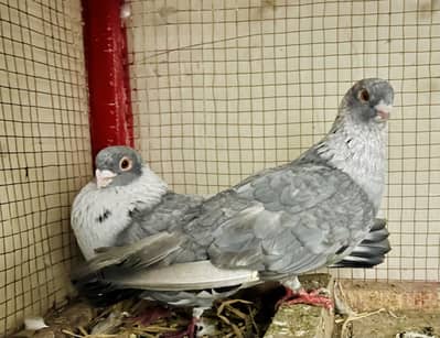 Fancy Piegons (Breeder Pairs)