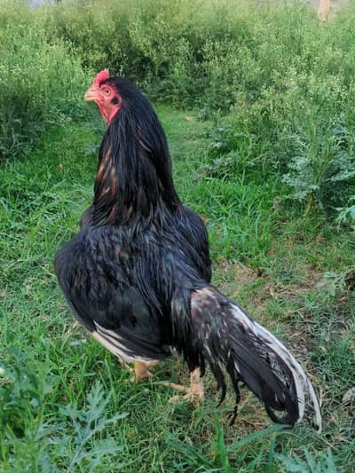 amroha or lasani cros good for breed