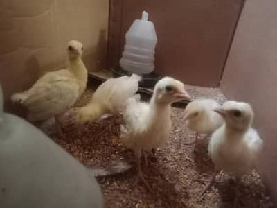  Healthy Peacock Chicks for Sale