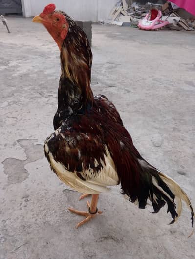 Mianwali cheena Aseel