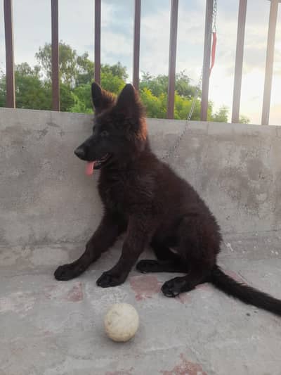 Black German Shepherd puppy