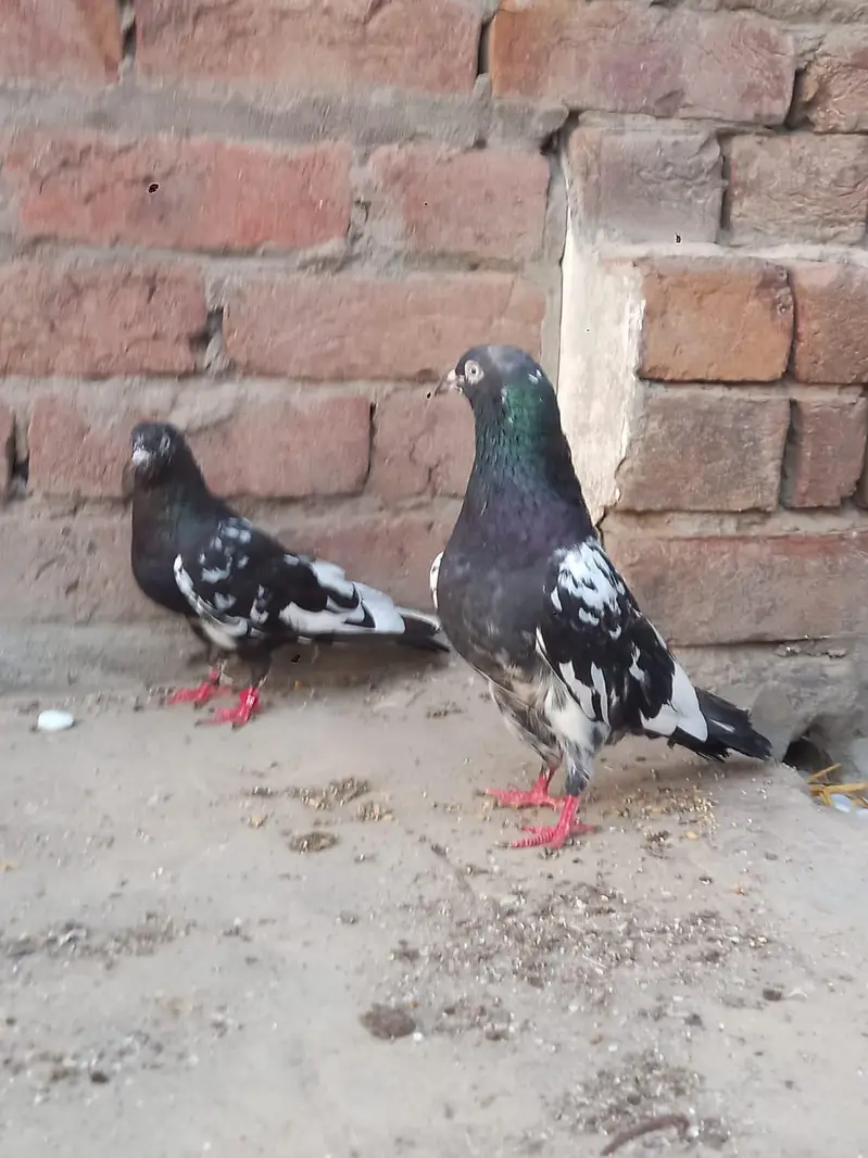 pure rampuri pair for sale