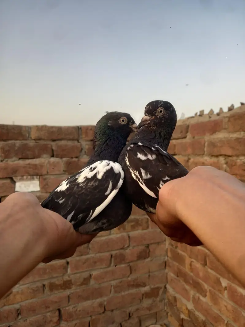 pure rampuri pair for sale — photo 2