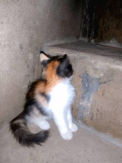 PERSIAN CAT
