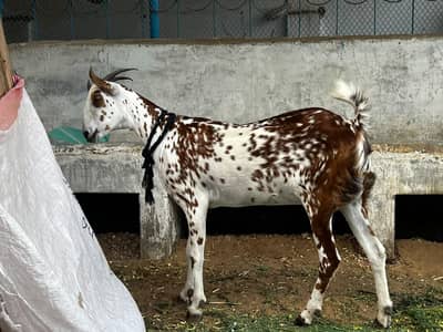 barbari Goats
