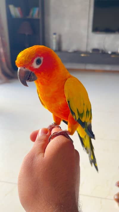 Sun conure