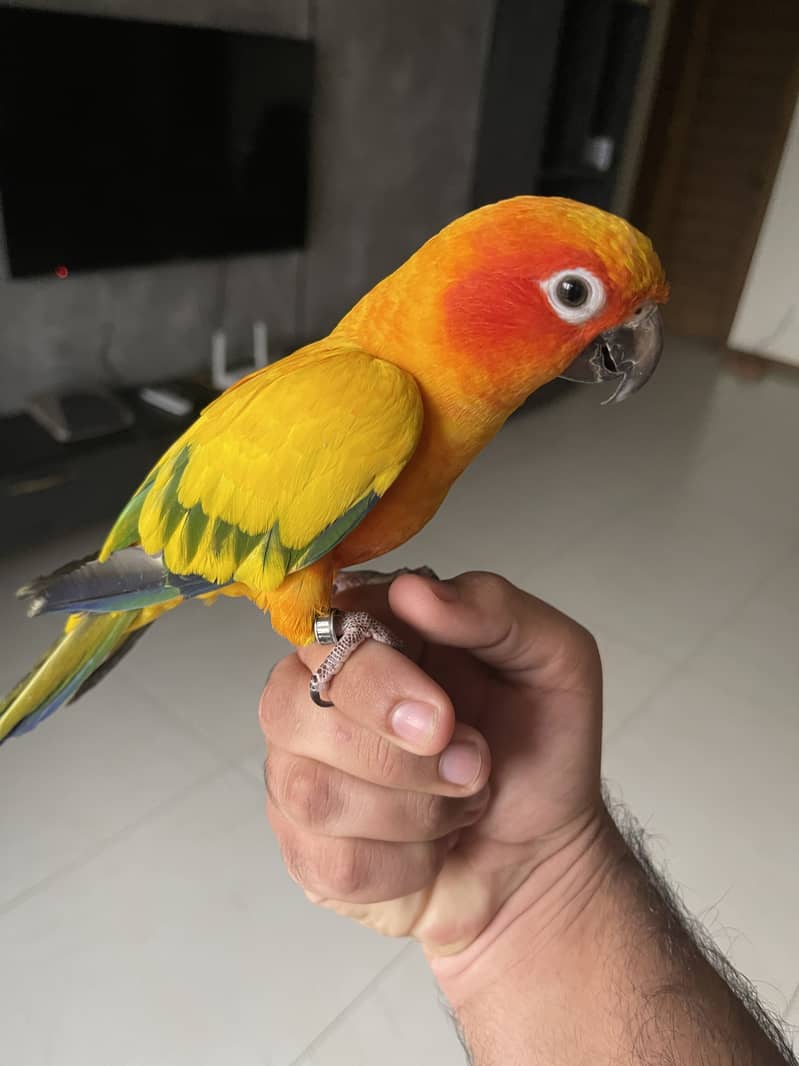 Sun conure 1