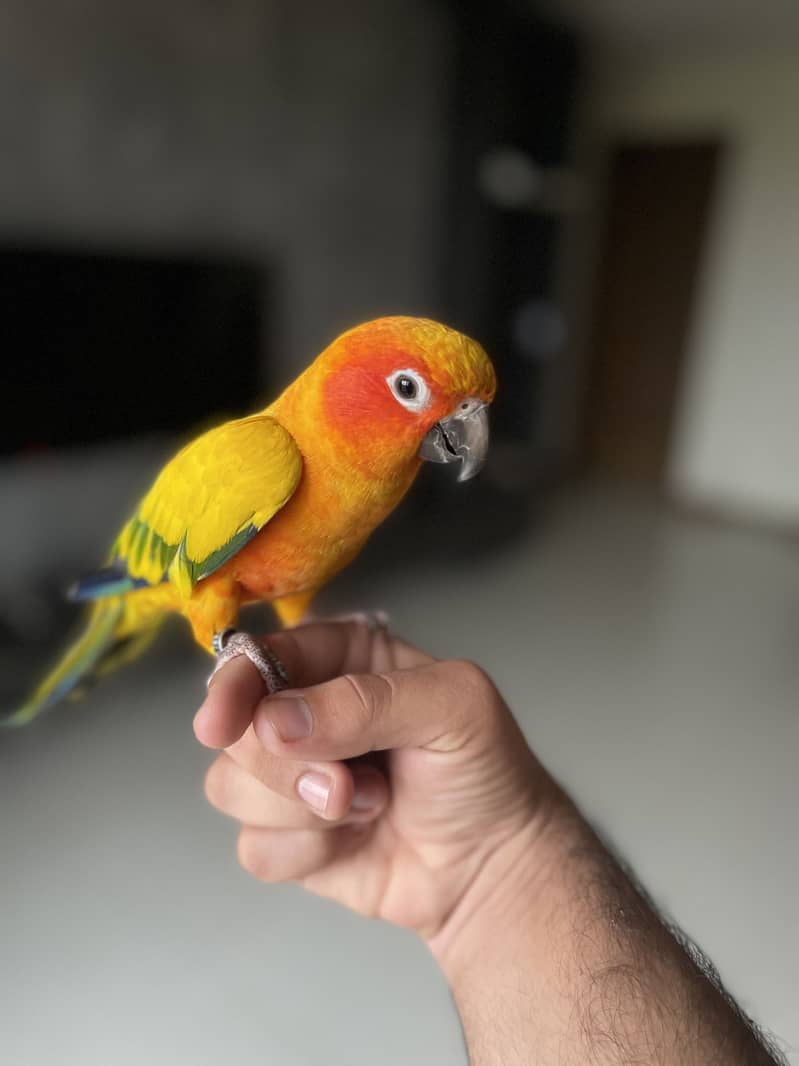 Sun conure 2