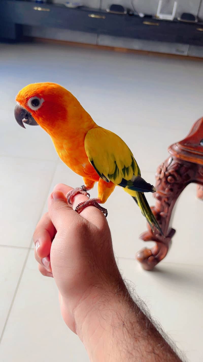 Sun conure 3