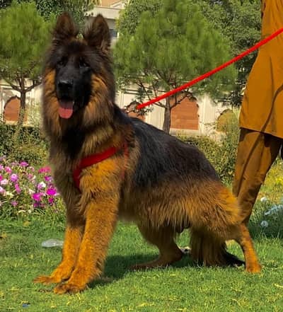Extreme quality German shepherd proper long coat male 15 month age