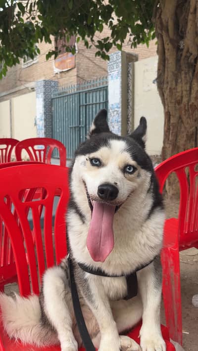 Beautiful Pure Siberian Husky Available