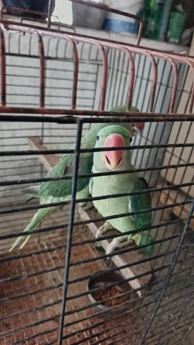 kashmiri pair raw parrot pahadi