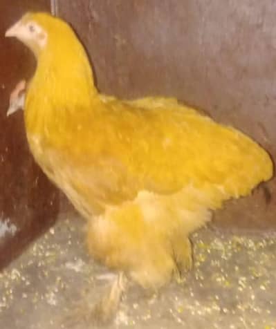 Golden Buff female 6 month age