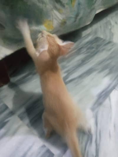 kittens for sale / Persian / cheap / beautiful / cute