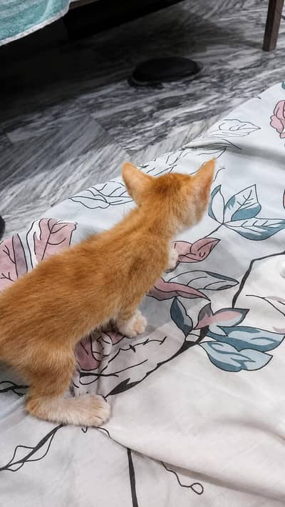 kittens for sale / Persian / cheap / beautiful / cute