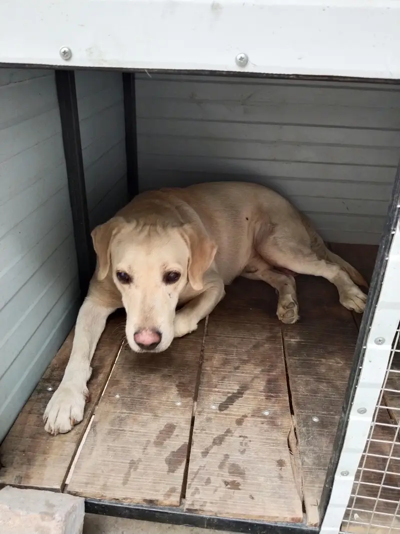 I want to sale my Labrador Male