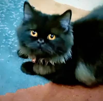 Persian Cat  For Sale