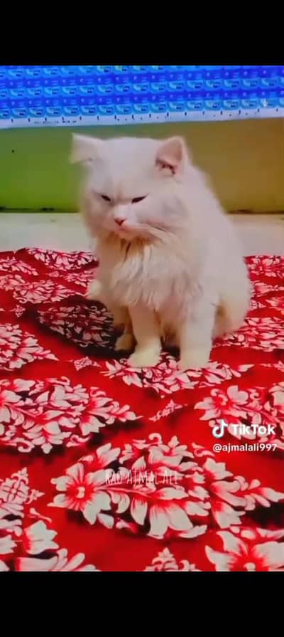 cat Rs25000