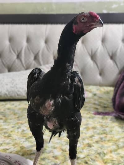 urgent sale
