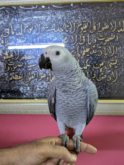 African Grey Baby Parrot