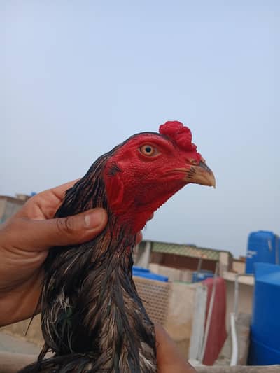 Supereme Quality Birds
