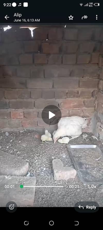 Heera chicks  22 days old rs  800,aseel murgi