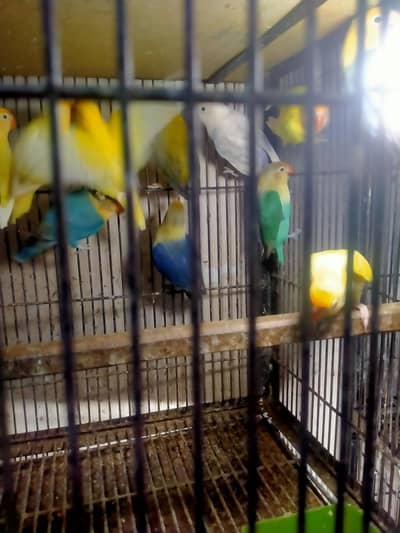 Love Bird