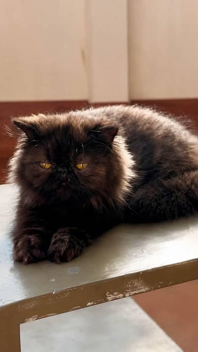 Beautiful Black Beauty Peki Male for Sale (03003285107)