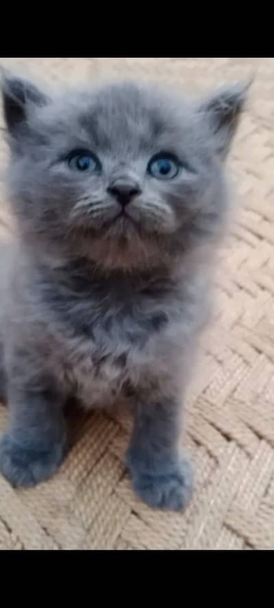 Beautiful cats