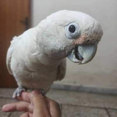 golffin cockatoo